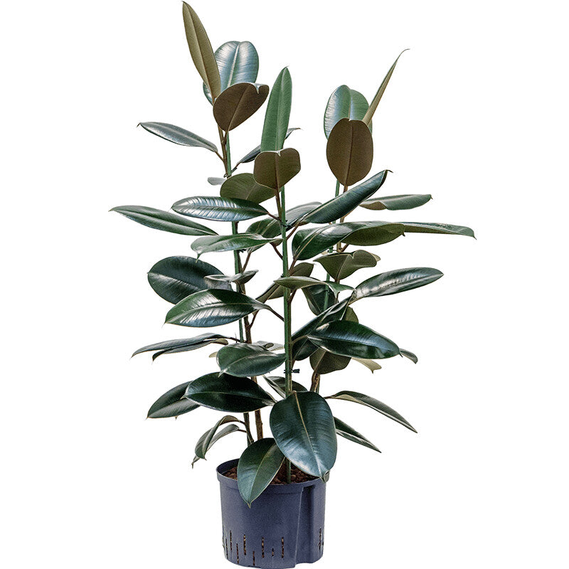 Rubber plant – Ficus elastica Abidjan-Rubber fig plant