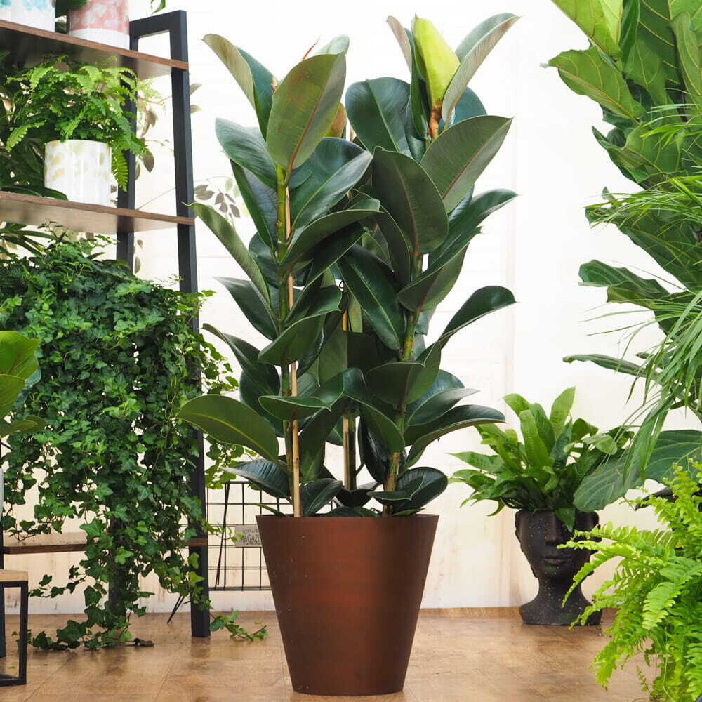 Rubber plant – Ficus elastica Abidjan-Rubber fig plant