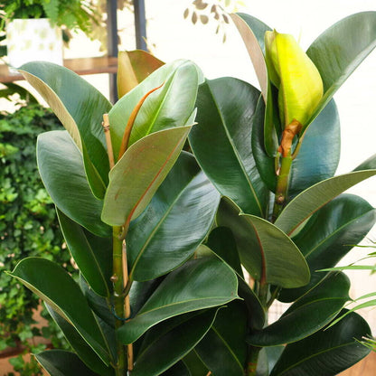 Rubber plant – Ficus elastica Abidjan-Rubber fig plant