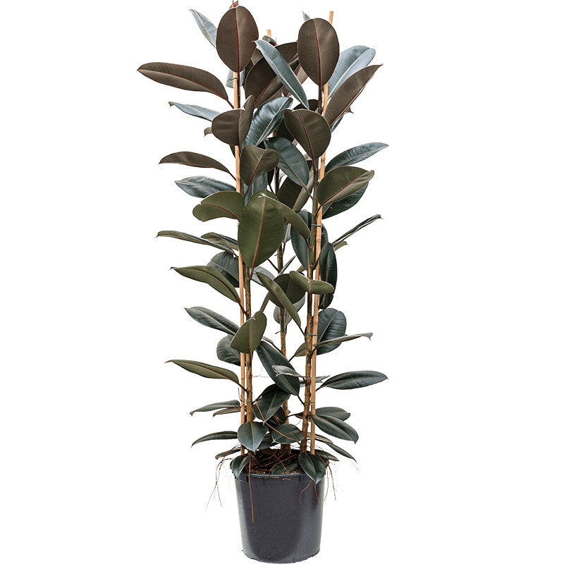 Rubber plant – Ficus elastica Abidjan-Rubber fig plant