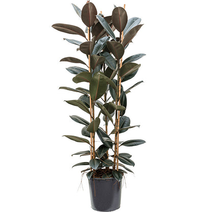 Rubber plant – Ficus elastica Abidjan-Rubber fig plant