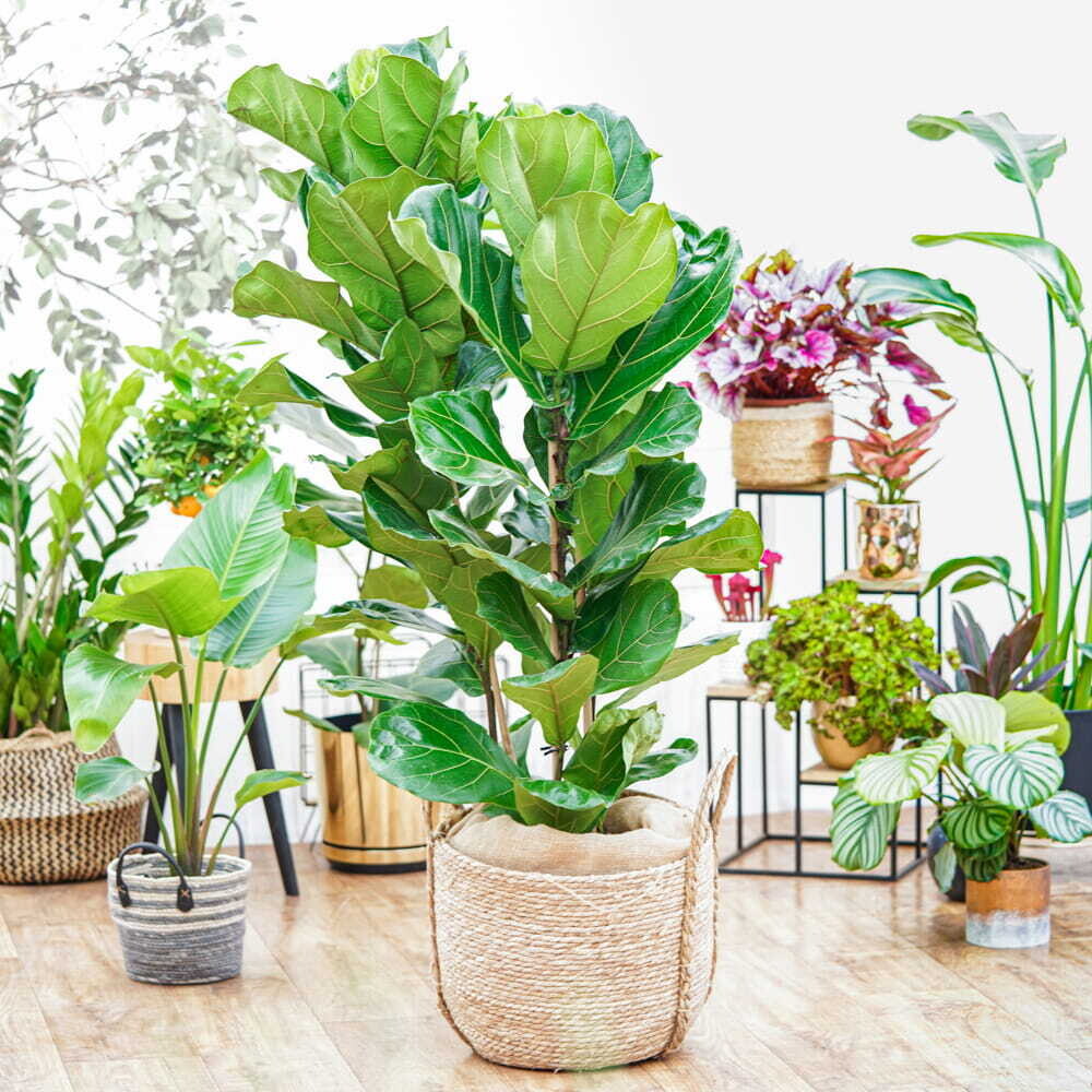 Ficus Lyrata - Fiddle leaf fig