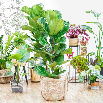 Ficus Lyrata - Fiddle leaf fig