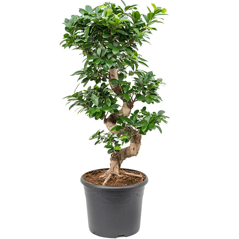 Ficus Microcarpa compacta