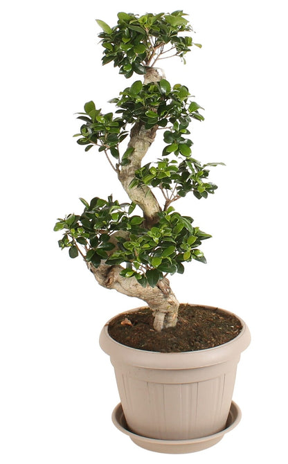Ficus Microcarpa compacta