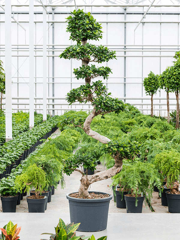 Ficus Microcarpa compacta