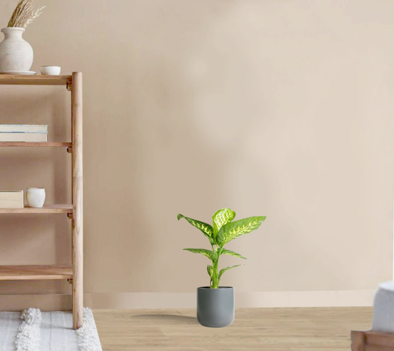 Dieffenbachia tropic snow