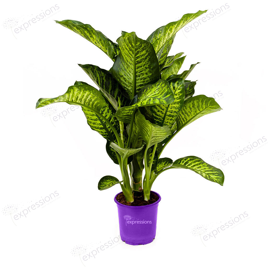 Dieffenbachia tropic snow