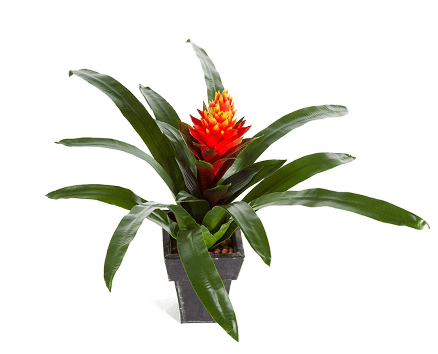 Guzmania Bromeliads - tufted airplant