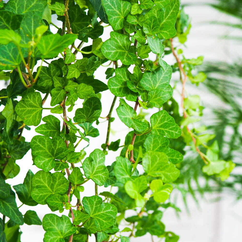 Hedera Helix Hanging (Hedera helix, the common ivy, English ivy, European ivy, or ivy)