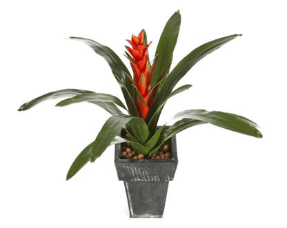 Guzmania Bromeliads - tufted airplant