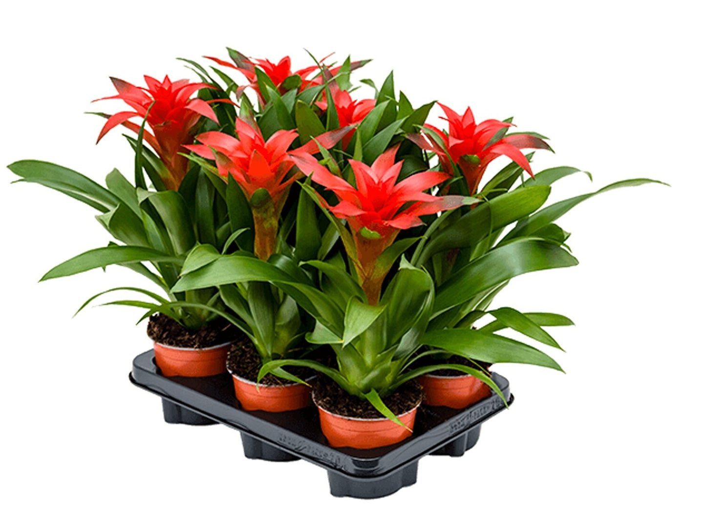 Guzmania Bromeliads - tufted airplant