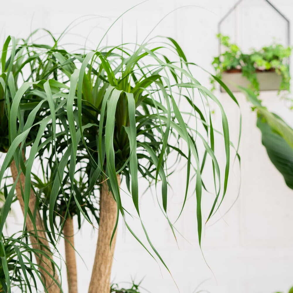 Nolina Recurvata Branched