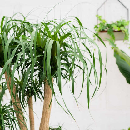 Nolina Recurvata Branched