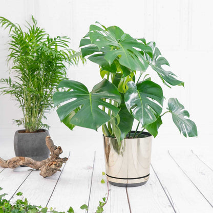 Monstera Deliciosa - Swiss cheese plant