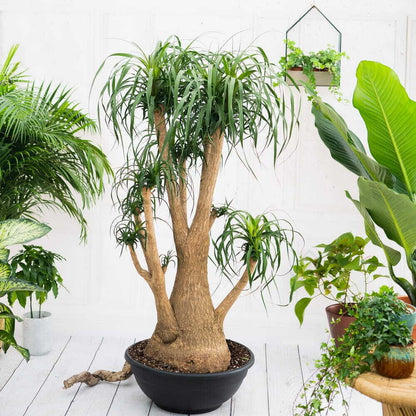 Nolina Recurvata Branched