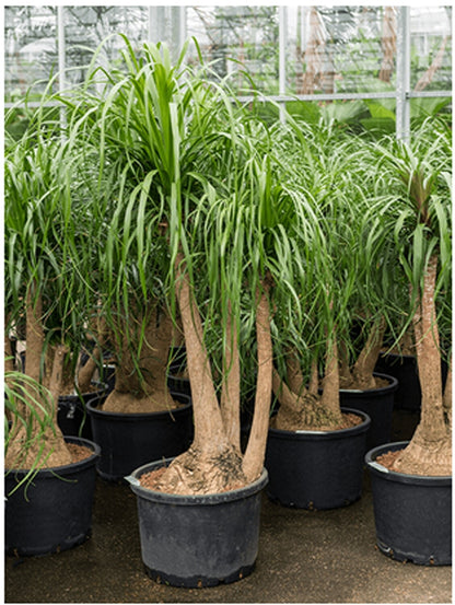 Nolina Recurvata Branched