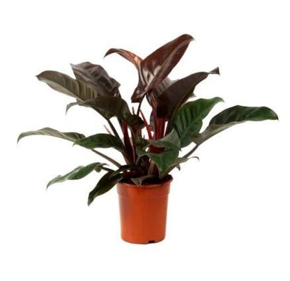 Philodendron Red Emerald