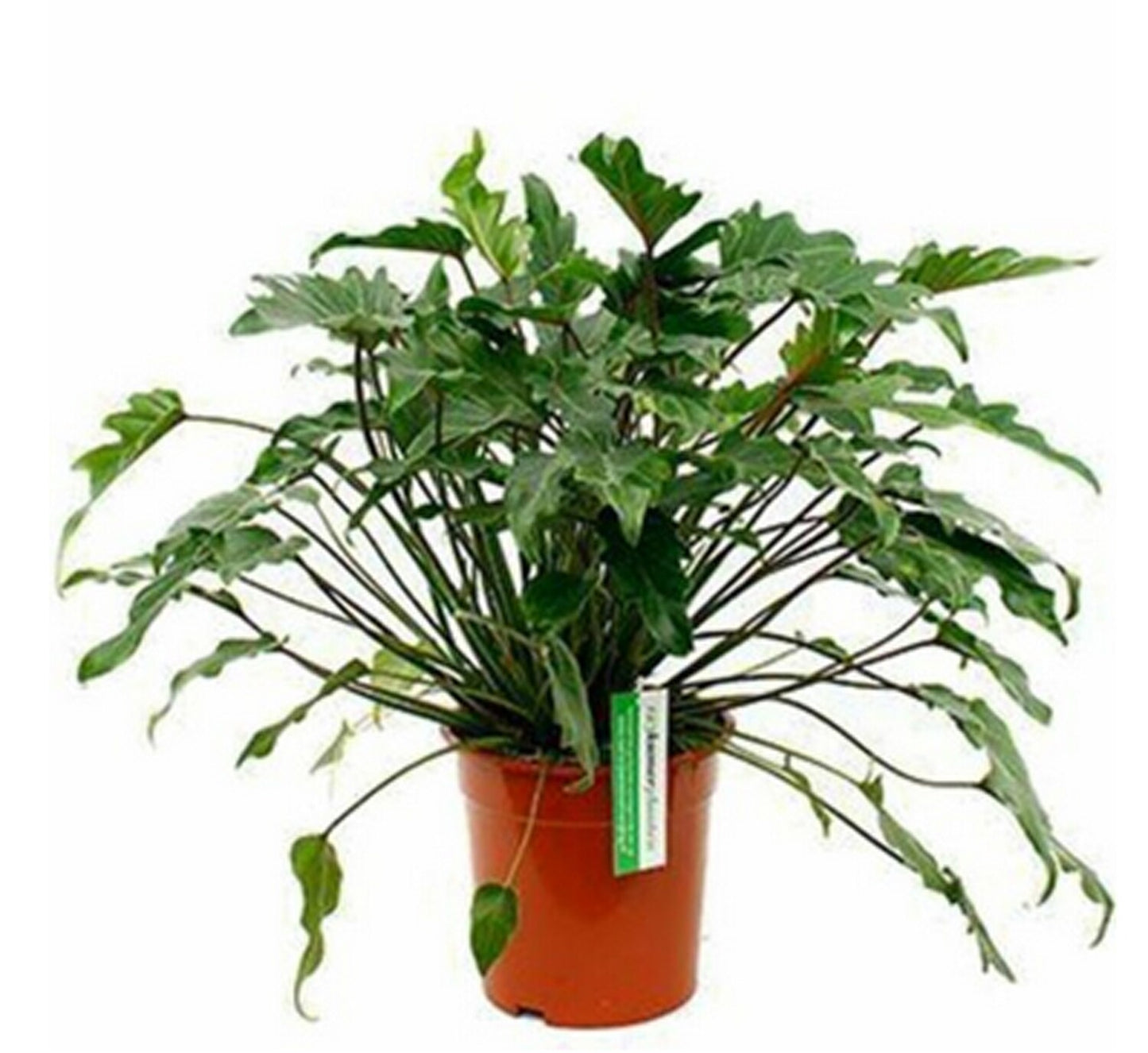 Philodendron xanadu - Thaumatophyllum xanadu