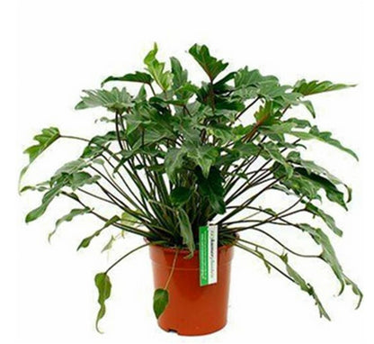 Philodendron xanadu - Thaumatophyllum xanadu