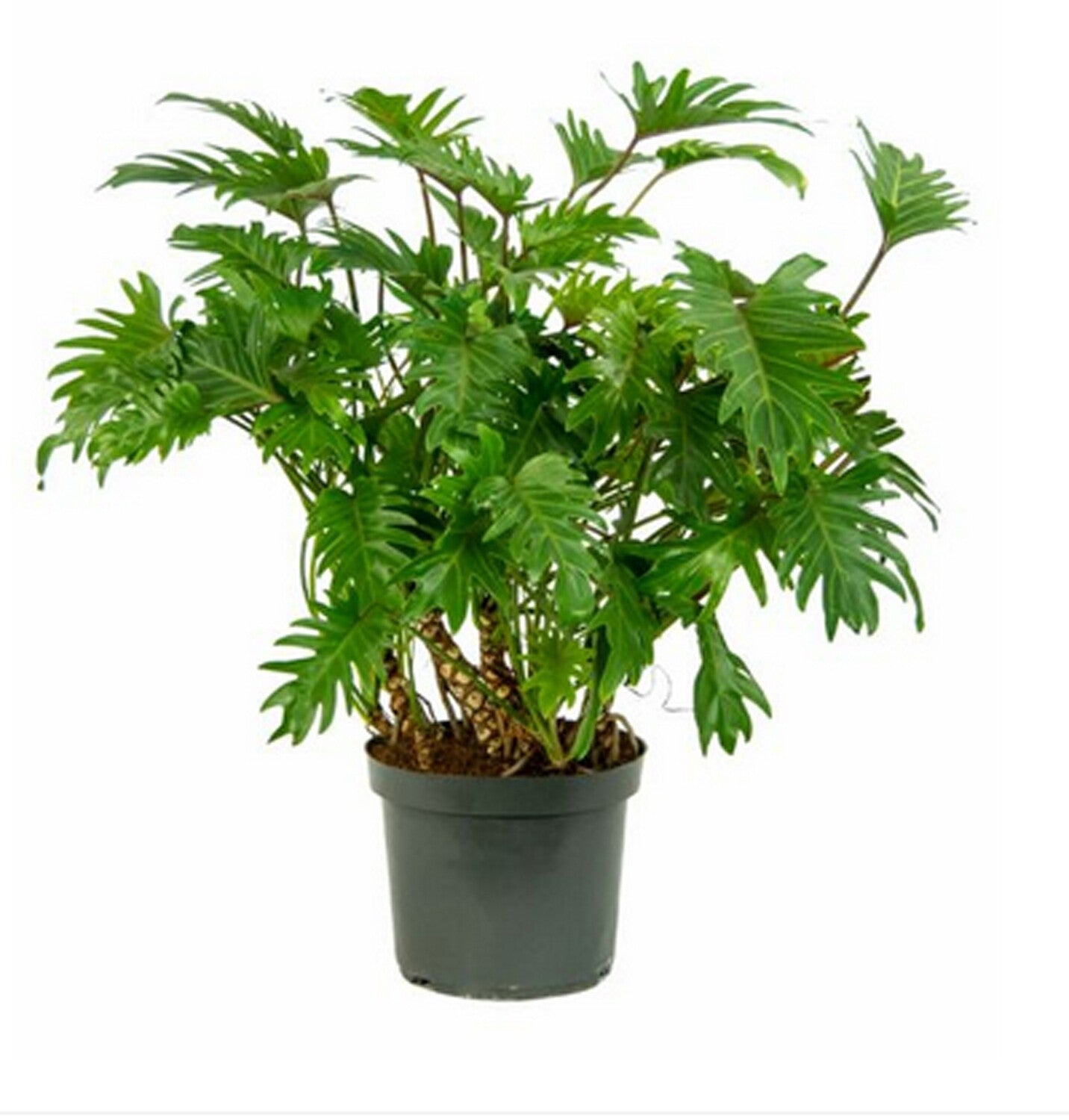 Philodendron xanadu - Thaumatophyllum xanadu