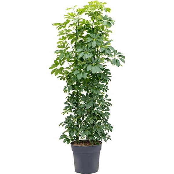 Schefflera Compacta