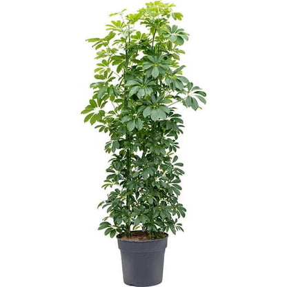 Schefflera Compacta
