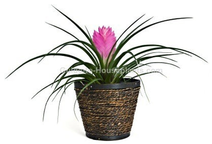 Tillandsia Cyanea Pink Quill