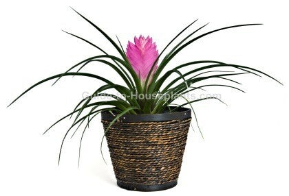 Tillandsia Cyanea Pink Quill