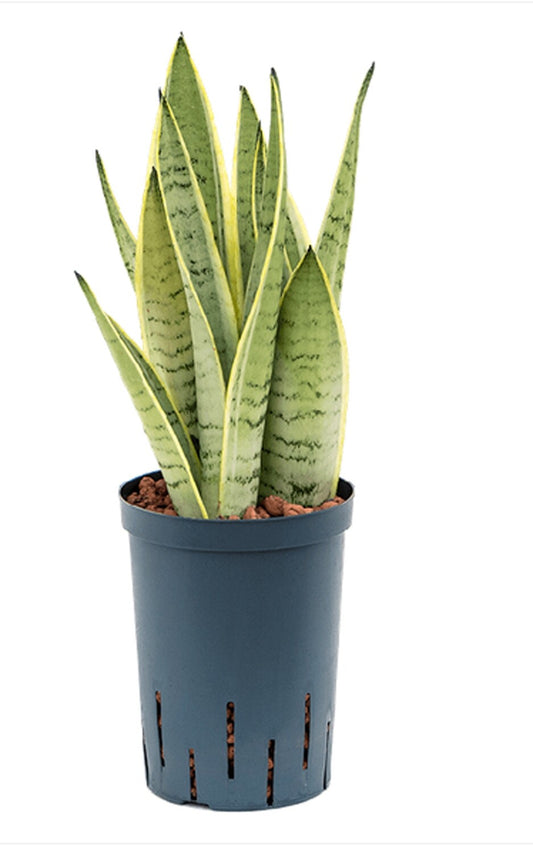 Sansevieria Trifasciata
