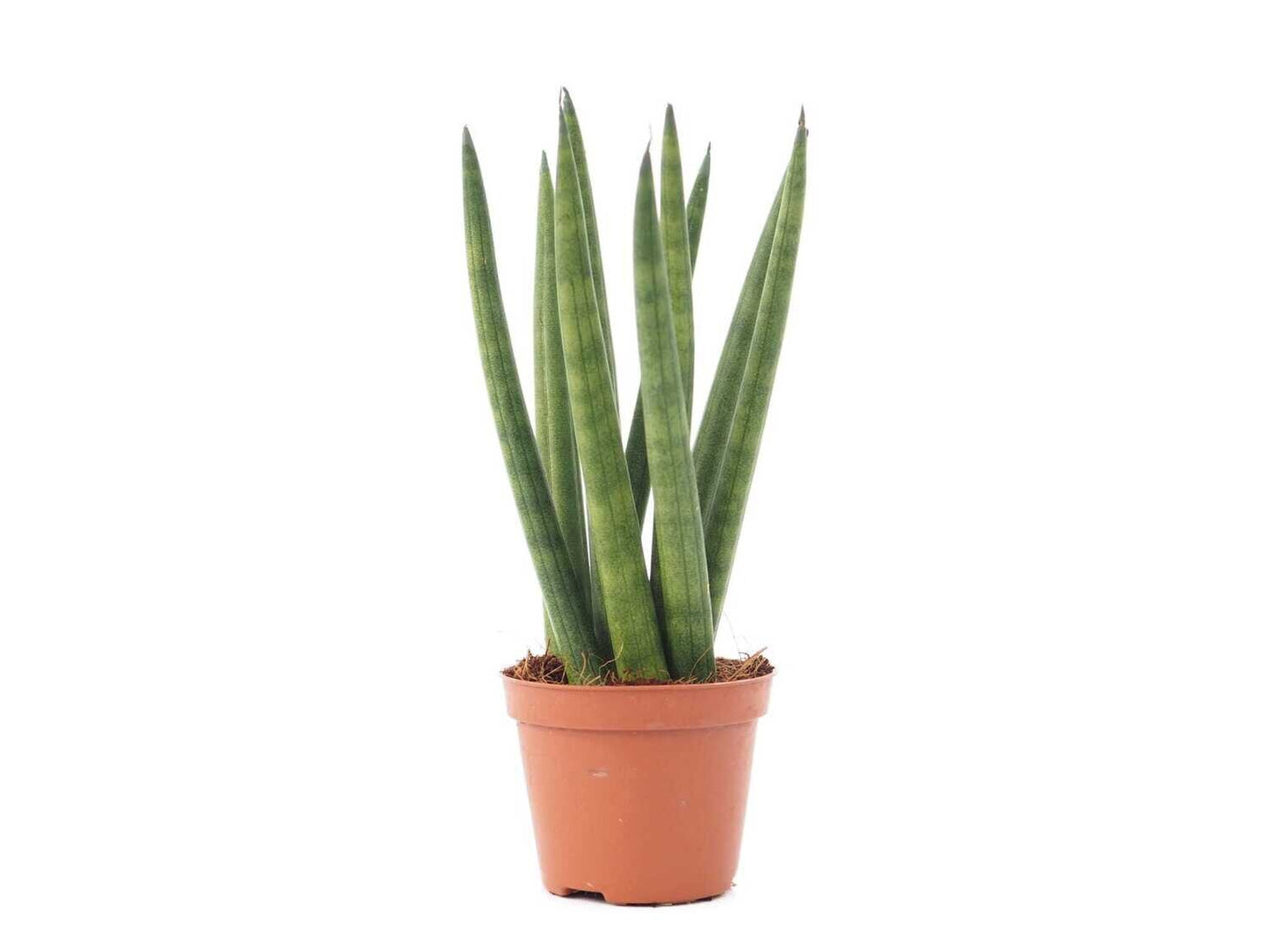 Sansevieria cylindria