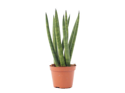 Sansevieria cylindria
