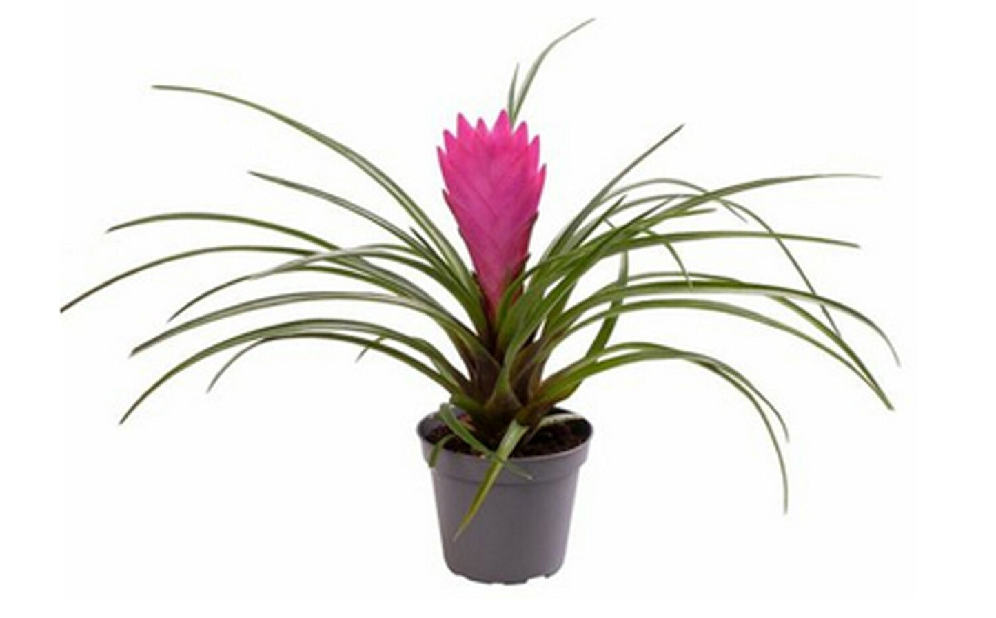 Tillandsia Cyanea Pink Quill