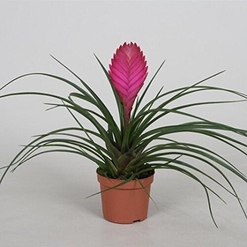 Tillandsia Cyanea Pink Quill