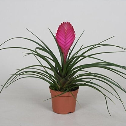 Tillandsia Cyanea Pink Quill
