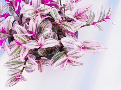 Tradescantia albiflora Nanouk - Fantasy Venice