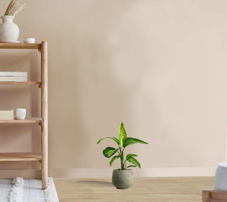 Dieffenbachia tropic snow