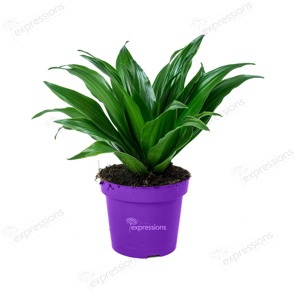 Dracaena Fragrans compacta head