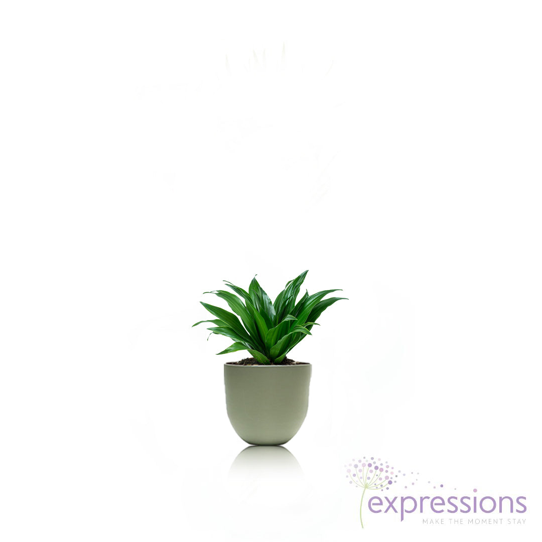 Dracaena Fragrans compacta head