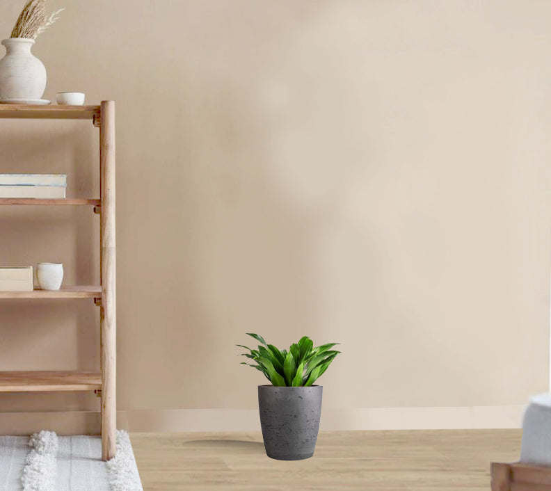 Dracaena Fragrans compacta head