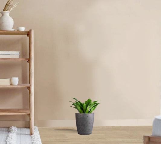 Dracaena Fragrans compacta head