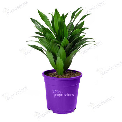 Dracaena Fragrans compacta head