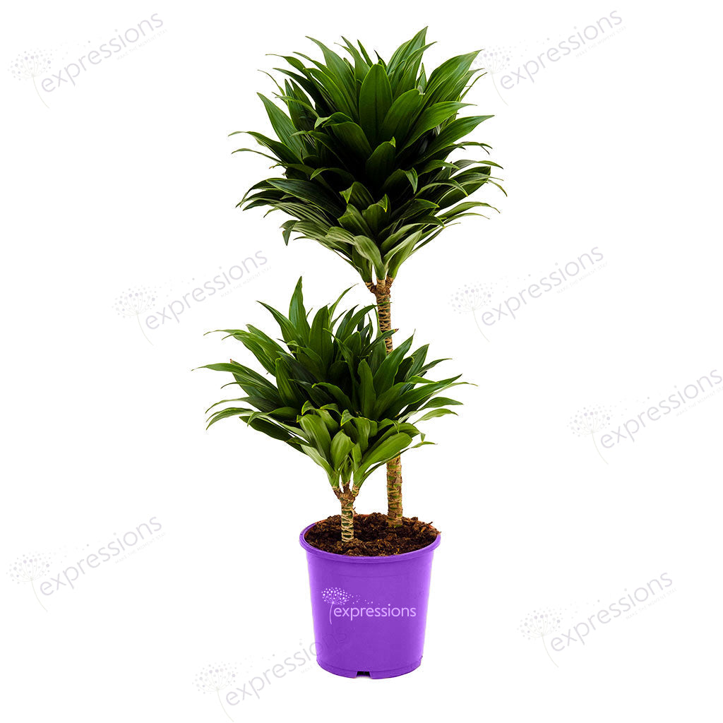 Dracaena Golden coast