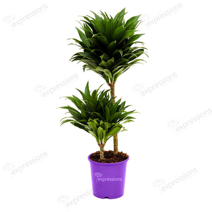 Dracaena Golden coast