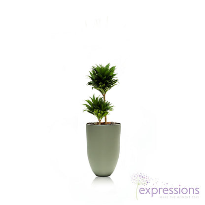 Dracaena Golden coast