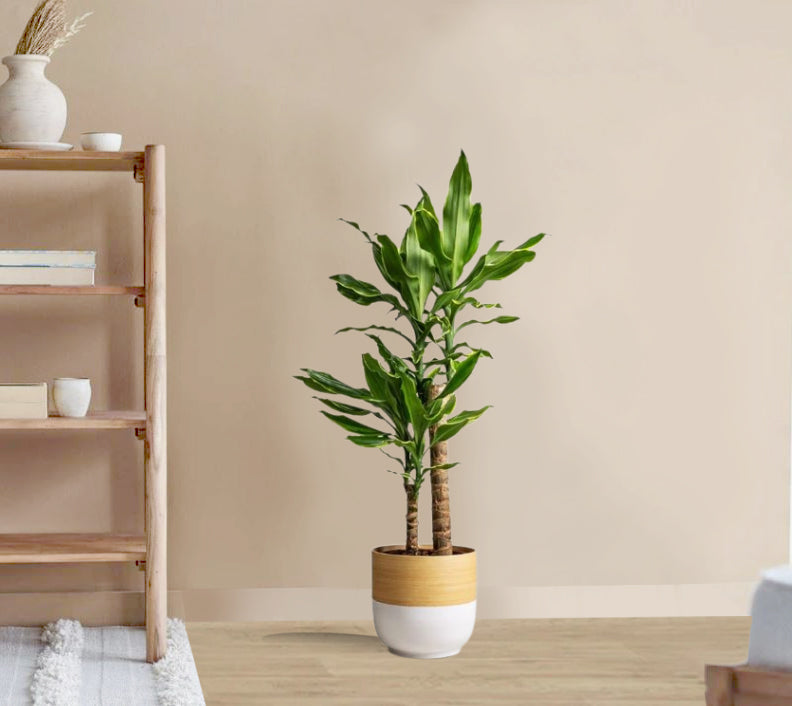 Dracaena Golden coast