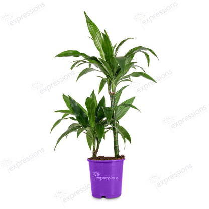 Dracena Fragrans Janet Craig