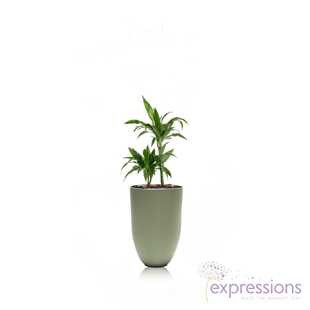 Dracena Fragrans Janet Craig