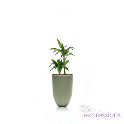 Dracena Fragrans Janet Craig