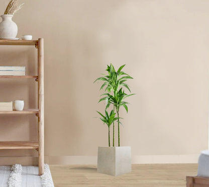 Dracena Fragrans Janet Craig